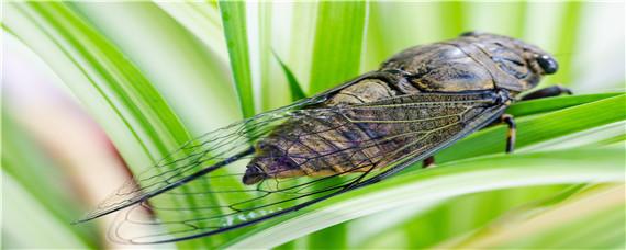 知了在什么树上最多 知了一般在什么树上最多