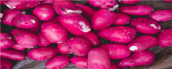 种红萝卜施什么肥料 种红萝卜用什么肥料最好