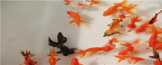 金鱼是什么意思（八条金鱼是什么意思）