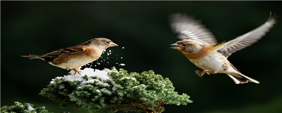 怎样挑选小黑白鸟 小黑白鸟怎么挑鸟
