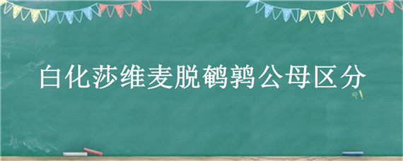 白化莎维麦脱鹌鹑公母区分 白化沙维鹌鹑