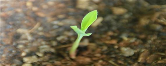 种子萌发的过程 种子萌发的过程中最先长出来的是什么