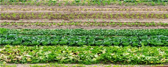 立秋种植什么农作物 立秋前种什么作物,什么作物必须立秋前种