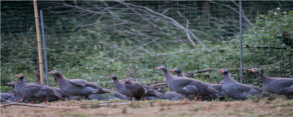 珍珠鸡吃什么食物为主 珍珠鸡主要吃什么食物