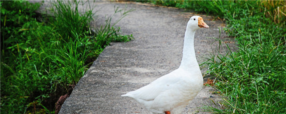 鹅怎么分公母 一个月鹅怎么分公母