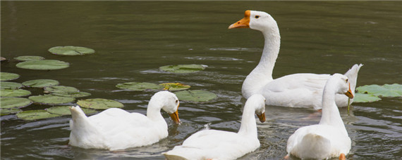 非洲雁和大鹅的区别 大雁和非洲雁有什么区别