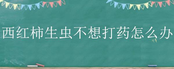 西红柿生虫不想打药怎么办 西红柿苗生虫怎么办