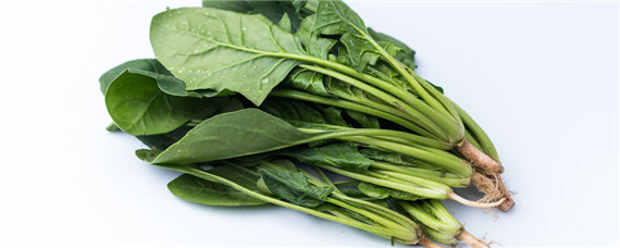 菠种子催芽方法 菠菜怎么催芽菠菜种子怎么催芽