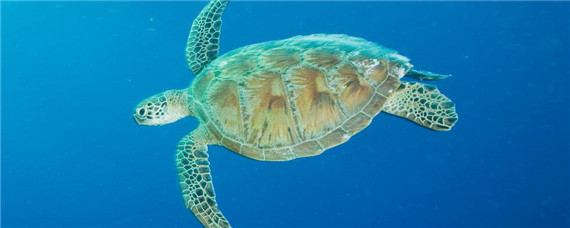 养猪鼻龟犯法吗 养猪鼻龟犯法吗?