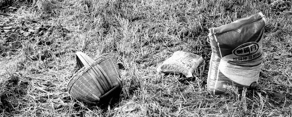 猪粪如何发酵成有机肥 猪粪怎么做成有机肥