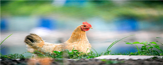 母鸡不下蛋在哪剪鸡黄（剪鸡黄母鸡能多产蛋吗）