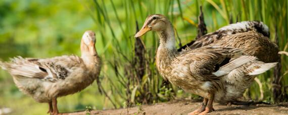 鸭子几条腿?（鸭子几条腿走路）