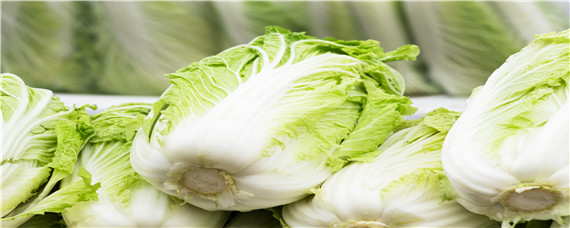 白菜长到何时须捆（白菜怎么捆才能长好）