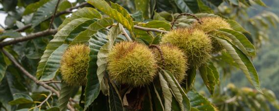 迁西板栗几月份成熟（迁西板栗几月份成熟上市）