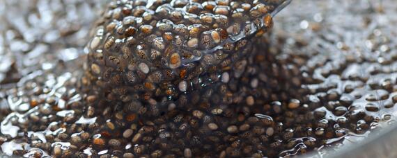 冬季辣椒种子催芽方法(一种辣椒种子催芽预处理方法)