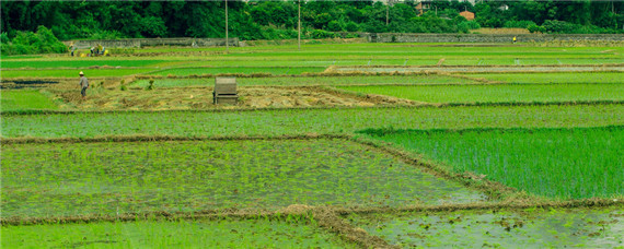 液肥是什么肥 有机液肥是什么肥