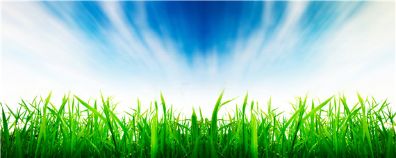 泛麦8号小麦品种介绍 泛麦8号小麦品种图片