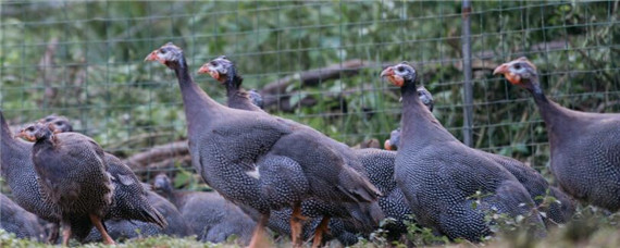 珍珠鸡能长多少斤(珍珠鸡能长多少斤有何特点)