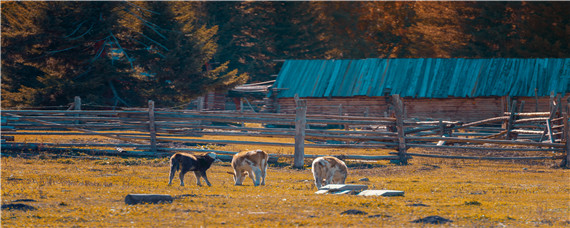 小牛拉白稀屎用什么药（小牛拉白稀屎吃什么药好）