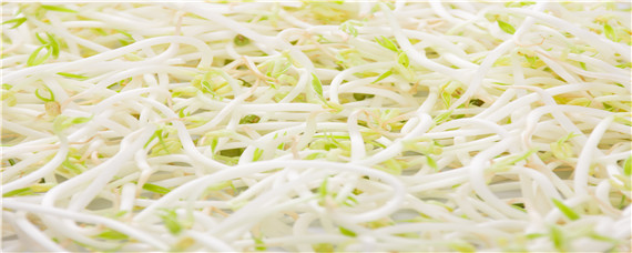 豆芽怎么种植方法 豆芽怎么种植方法视频 绿豆芽