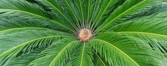 铁树可以施肥尿素吗 铁树施尿素肥料好不好