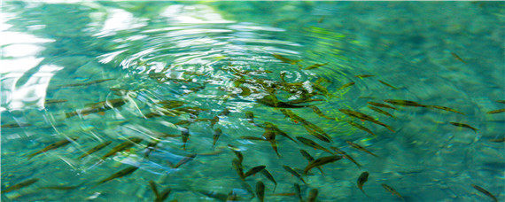 买鱼苗上哪里有卖（哪里能买到鱼苗）