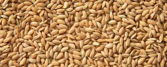 干稻谷有虫子怎么处理（稻谷有虫怎么处理了）