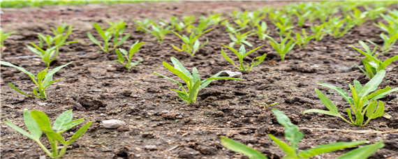 8月适合种植什么农作物 8月份适合种植什么农作物