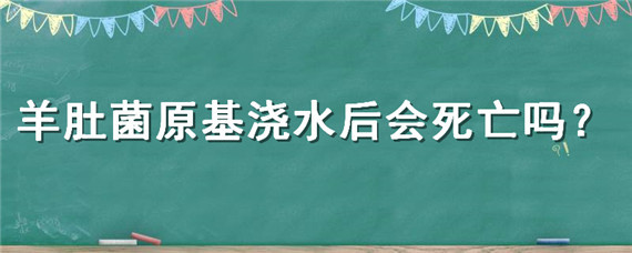 羊肚菌原基浇水后会死亡吗（羊肚菌原基可以浇水吗）