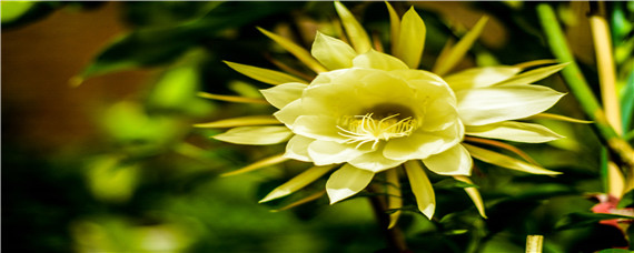 昙花的花期是多久（昙花的开花时间有多久）