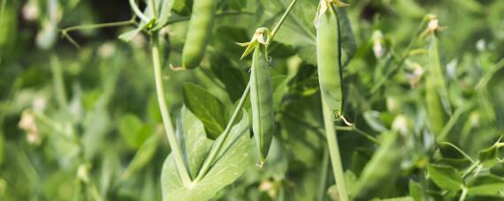 豌豆种植技术和种植时间 豌豆种植时间和生长期