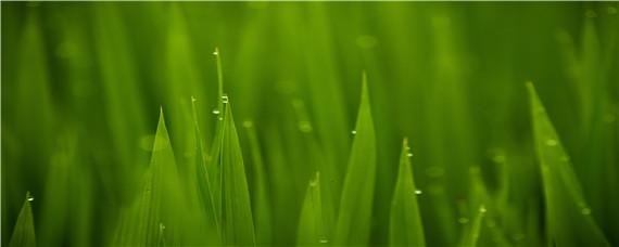 水稻开花不结稻是什么原因 水稻开花怎么回事