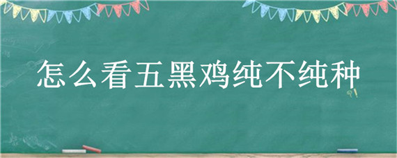 怎么看五黑鸡纯不纯种 怎么分辨五黑鸡的纯度