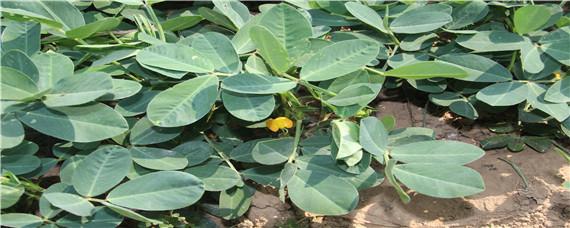 花生播种后腐烂怎么处理 花生烂种是什么原因