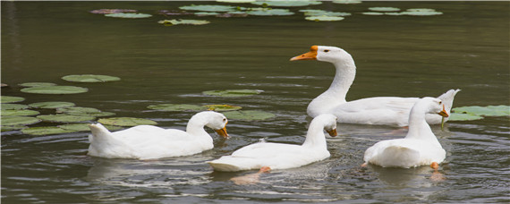 鹅几天下一个蛋（鹅几天下一个蛋正常）