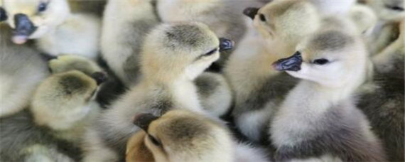 正宗狮头鹅苗哪里有售 正宗狮头鹅苗哪里有售多少钱一只