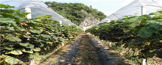 葡萄树浇水吗（树葡萄怎么浇水）