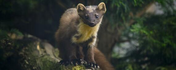 山貂与水貂区别（水貂和山貂哪个更好）