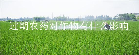 过期农药对作物有什么影响（过期的农药对作物有伤害吗）