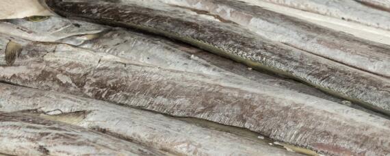 带鱼能养殖么 带鱼能养殖不