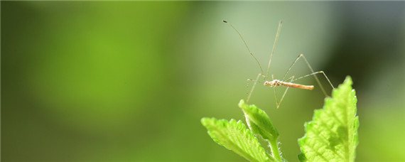 大面积灭蚊子用什么农药 大面积杀蚊子用什么药