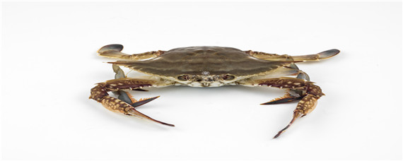 梭子蟹什么时候最肥最便宜 如何挑选梭子蟹什么时候最肥