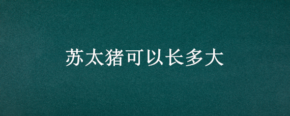 苏太猪可以长多大 苏太母猪可以长多大