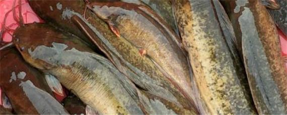 塘鲺和鲶鱼的区别 塘鲺跟鲶鱼的区别