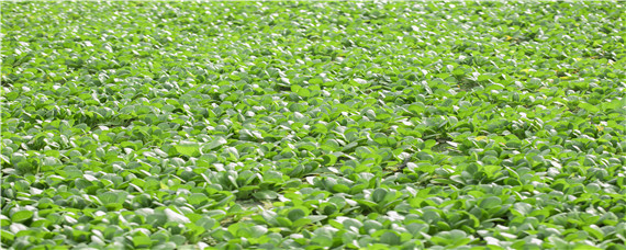 10月份种植什么农作物(十月种植什么作物)