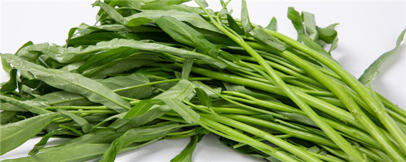 空心菜催芽方法（空心菜种子催芽应注意什么）