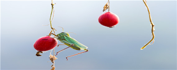 养蚂蚱一亩地能建几个棚 大棚养蚂蚱一年出几次