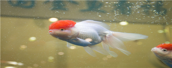 金鱼是怎么繁殖的（金鱼是怎么繁殖的视频）