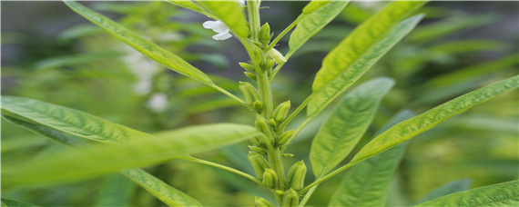 芝麻为什么不能连作重茬 芝麻重茬种植技术