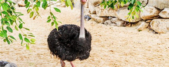 鸵鸟一年能长多少斤 鸵鸟一年能长多重?